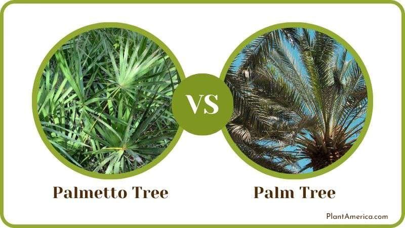 Palmetto Tree Vs Palm Tree Plant America