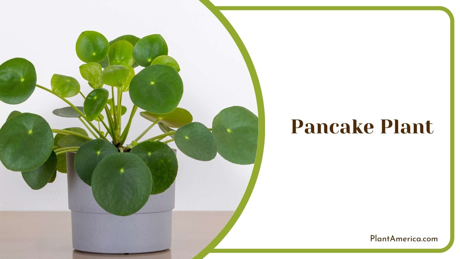 Pancake Plant Plant America Pancake Plant Plant America