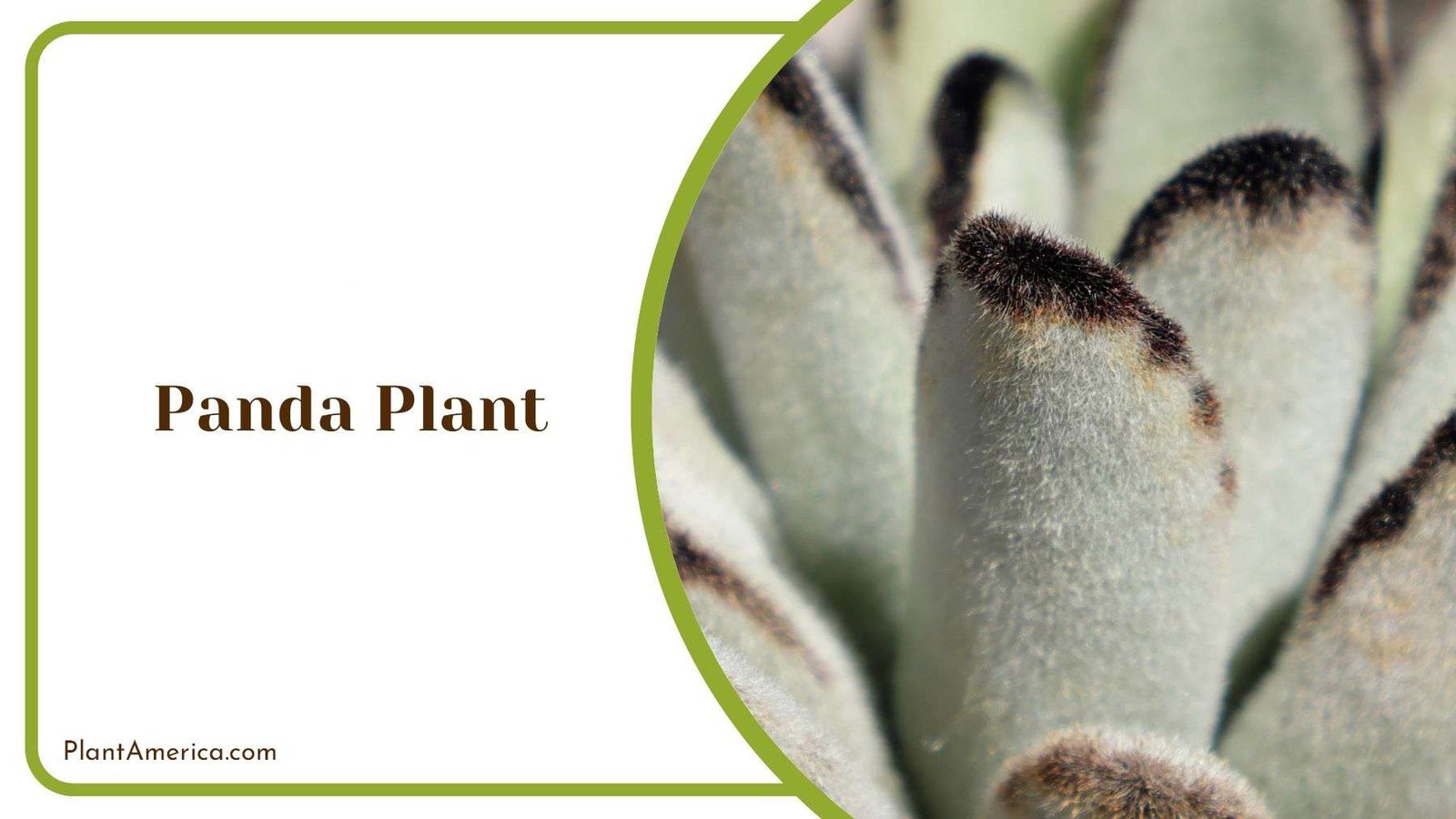 Panda Plant Growing Season Plant America