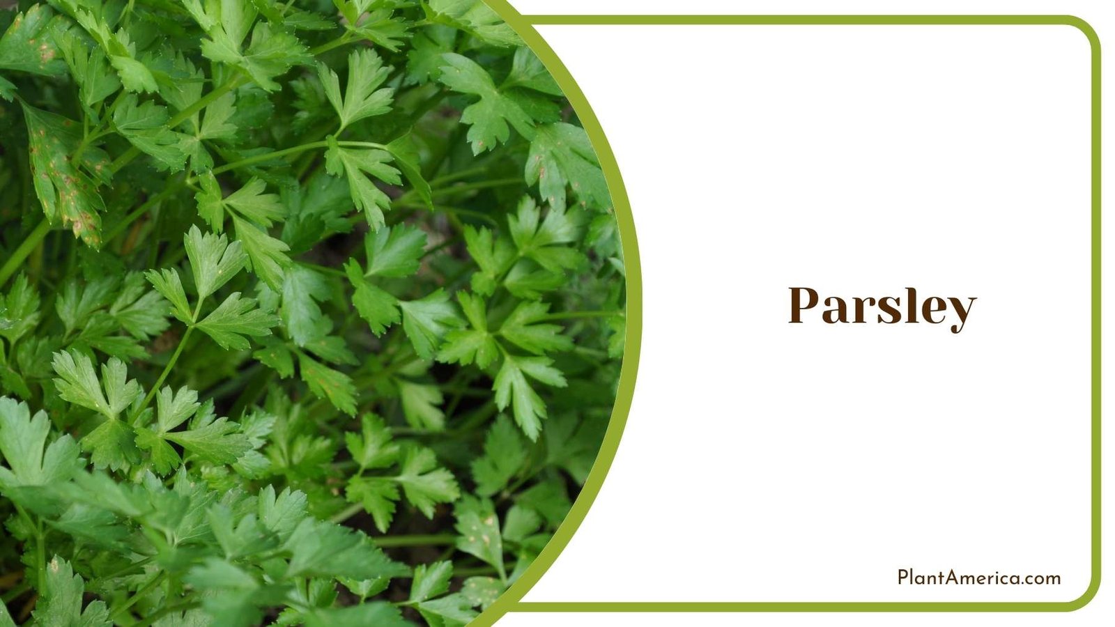 Parsley Plant America