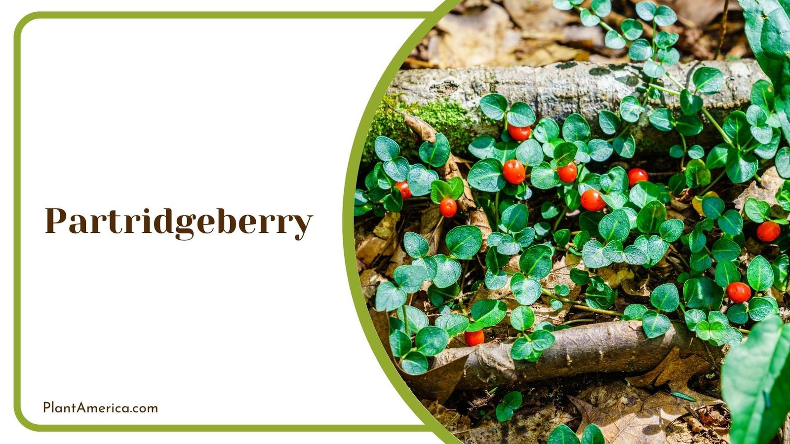 Partridgeberry In Close Look Plant America