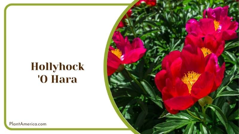 Passionate Hollyhock O Hara Plant America