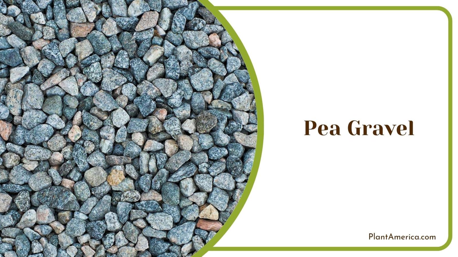 Pea Gravel Close Image Plant America