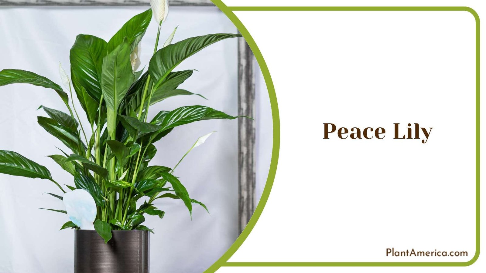 Peace Lily Beauty Of Home Plant America
