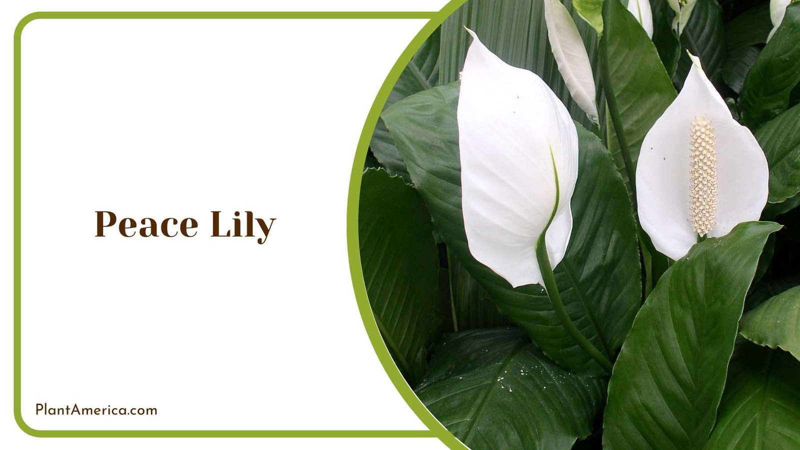 Peace Lily White Flower Plant America