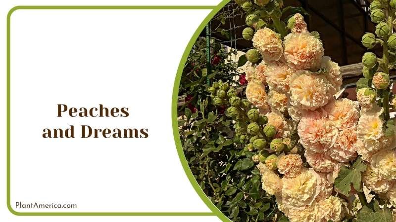 Peaches and Dreams Petals Plant America