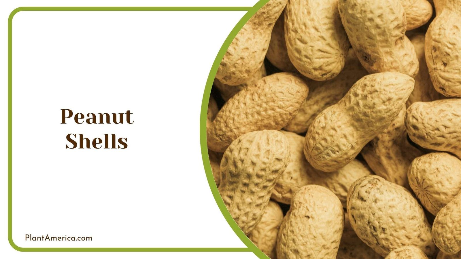 Peanuts Close Up Plant America