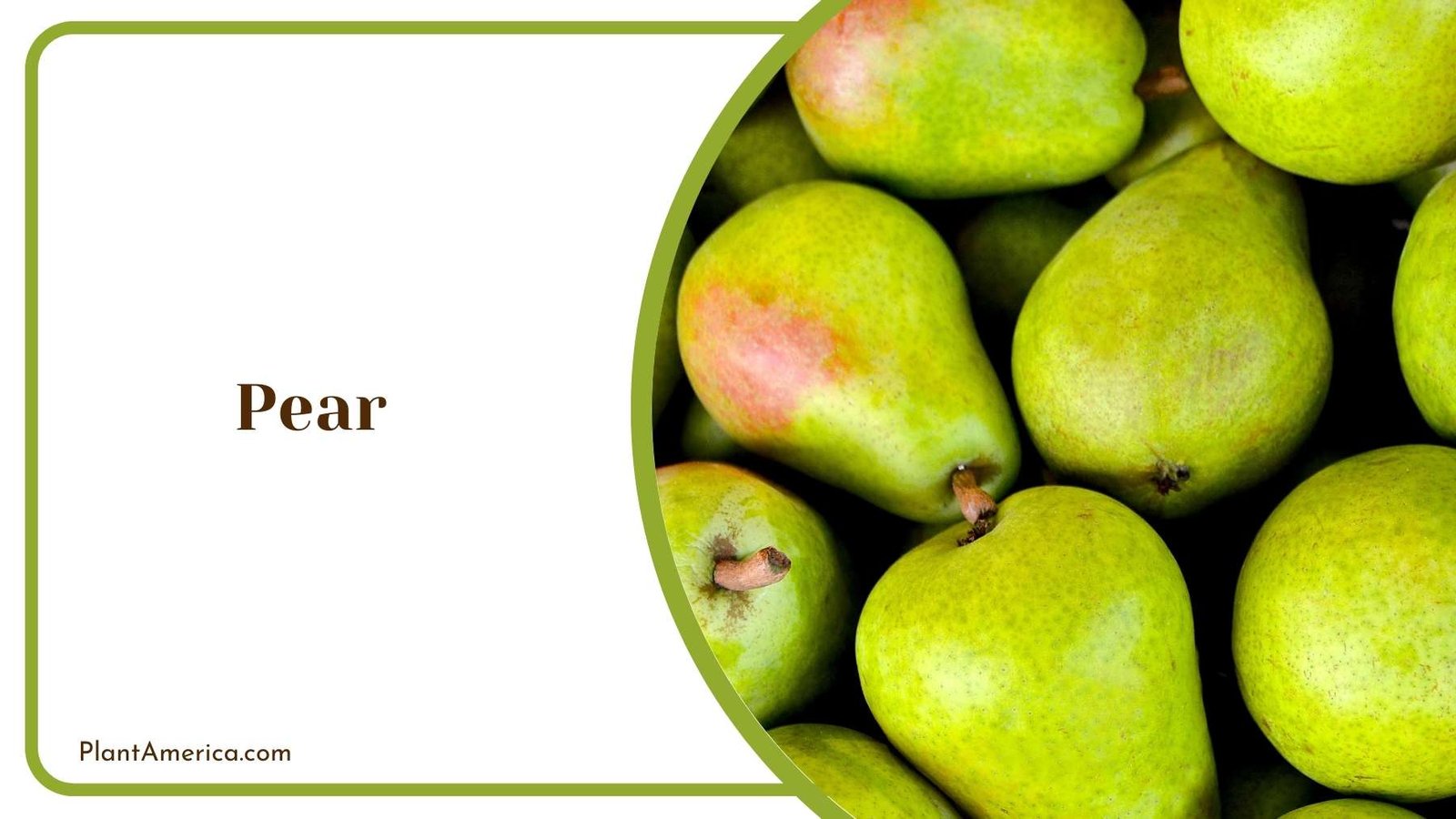 Pear In Close Look Plant America