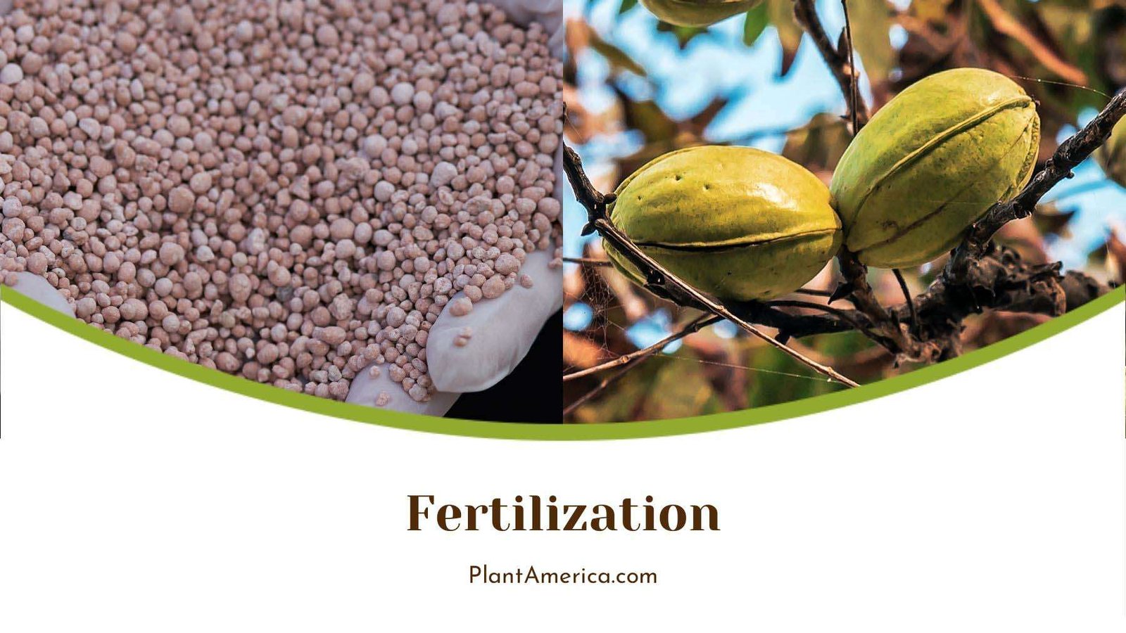 Pecan Tree Fertilization PlantAmerica Pecan Tree Fertilization PlantAmerica