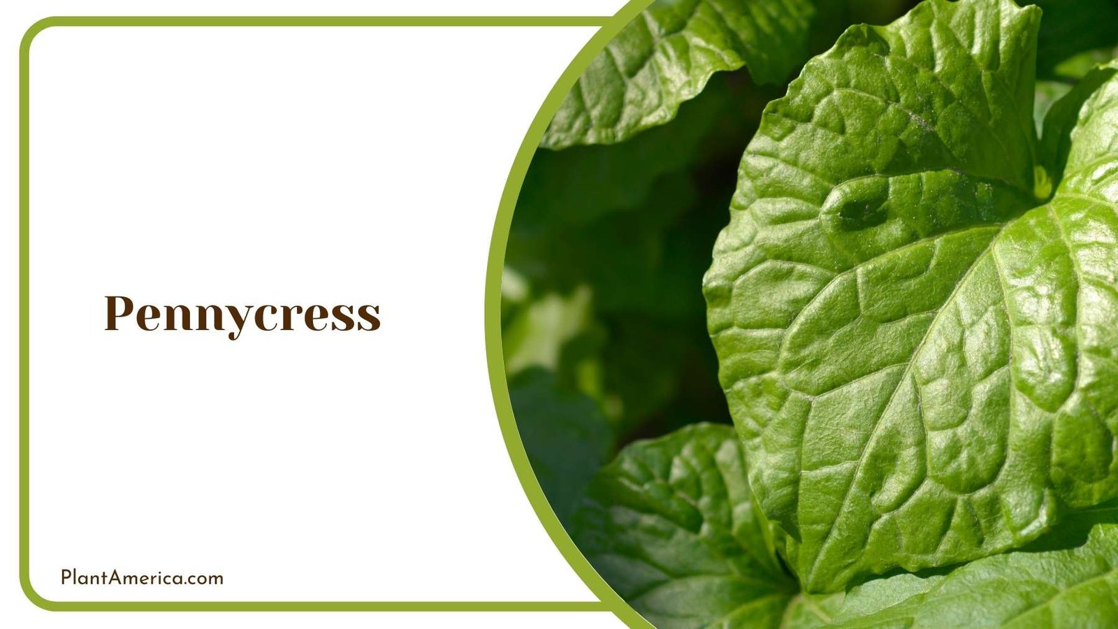 Pennycress Leaves Details Plant America