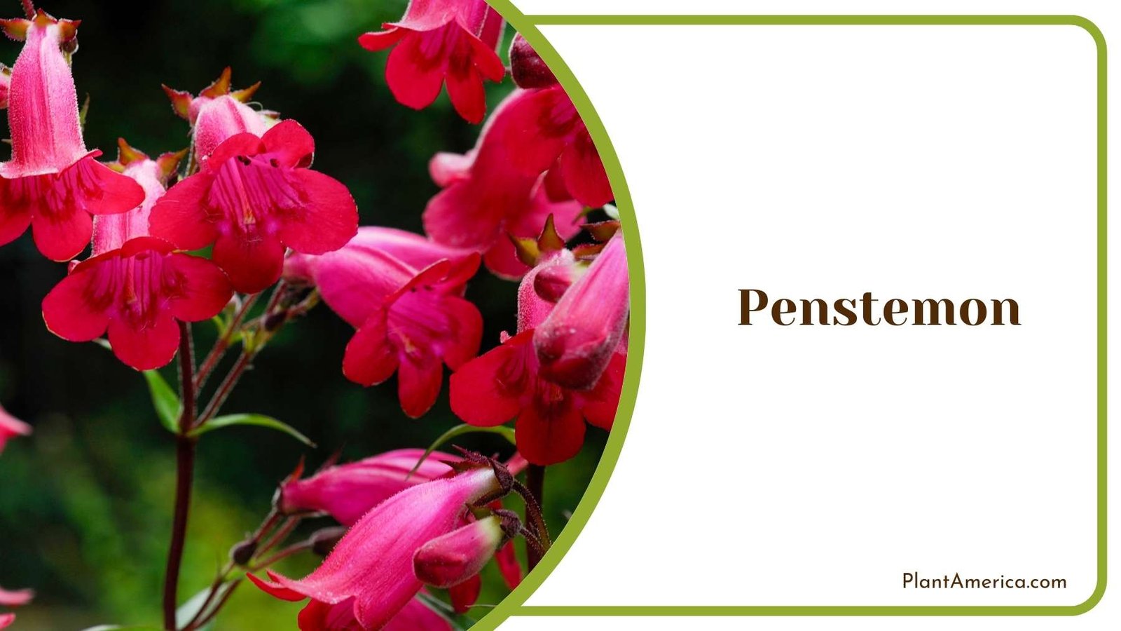 Penstemon Flowers Plant America