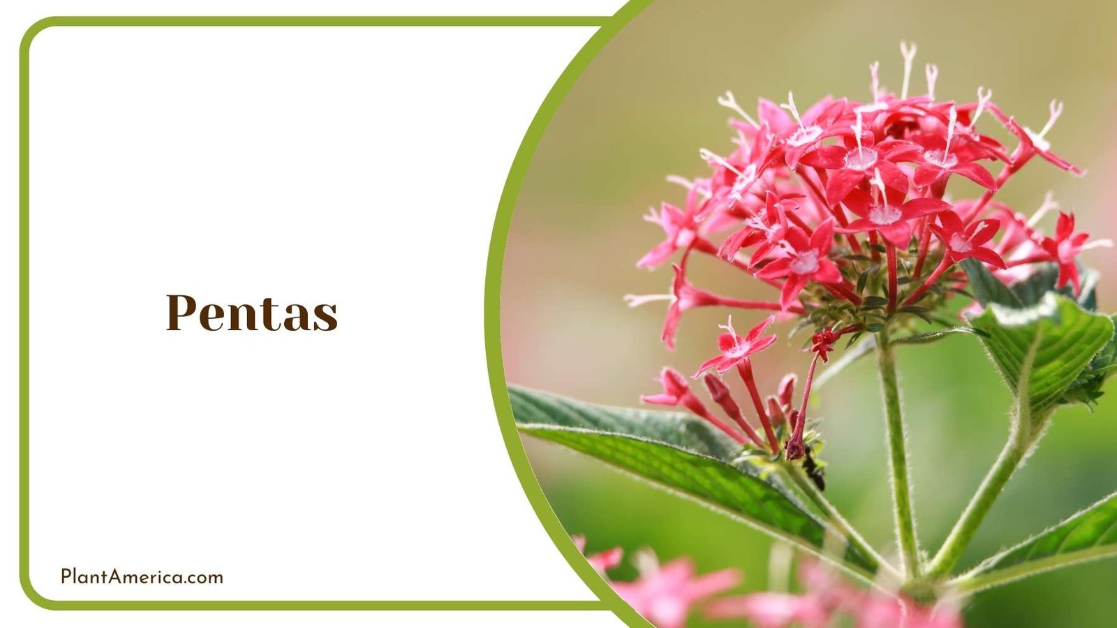 Pentas Bloom Plant America
