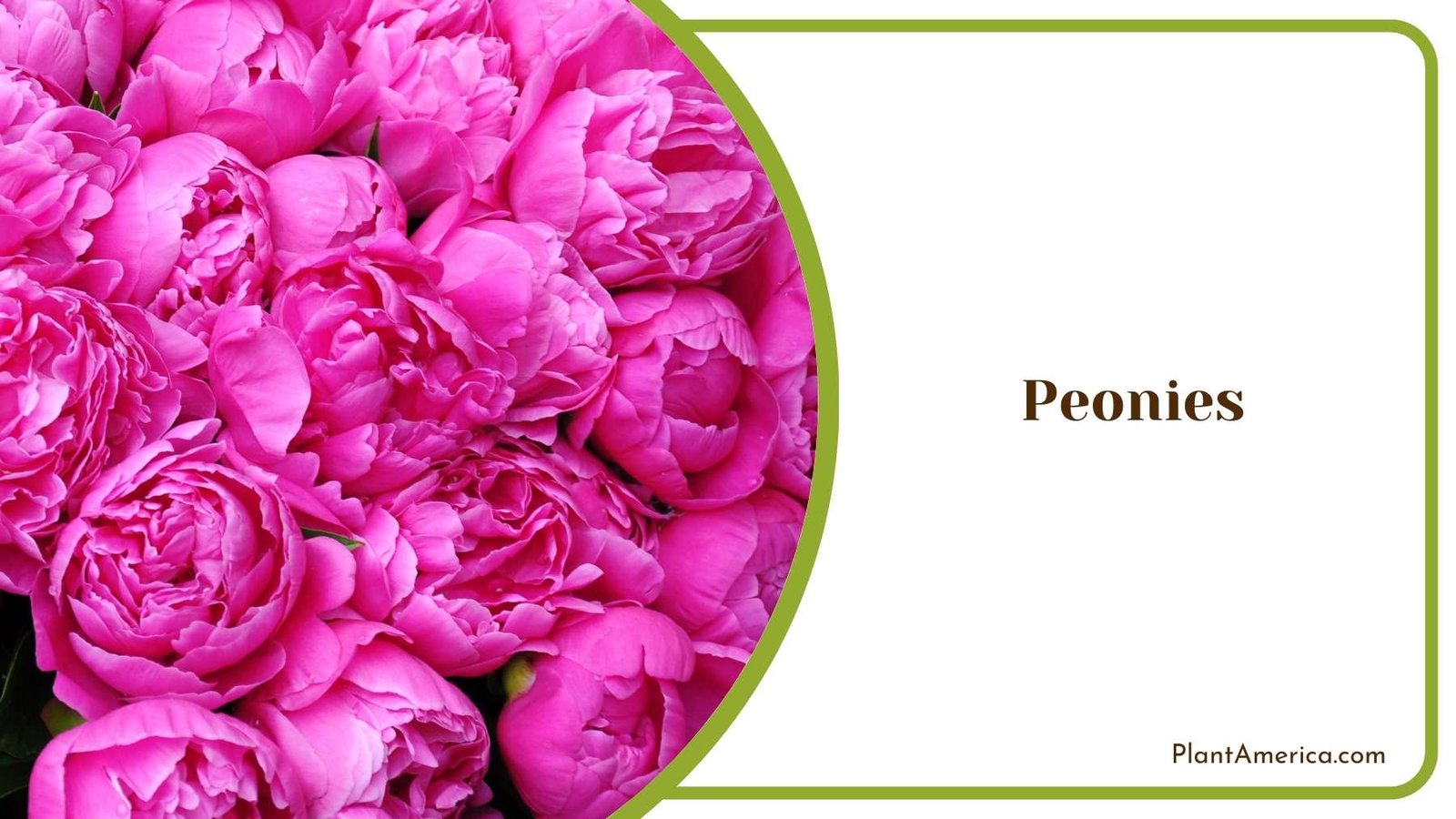 Peonies In an Image Plant America