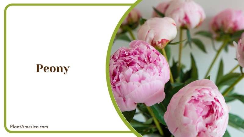 Peony Pink Tiny Flower Plant America Peony Pink Tiny Flower Plant America