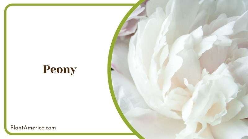 Peony White Flower Plant America Peony White Flower Plant America