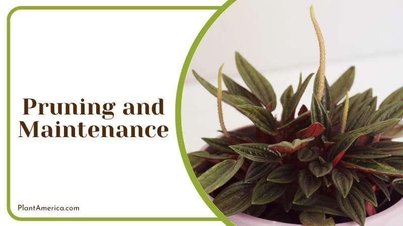 Peperomia Caperata Growth Speed PlantAmerica