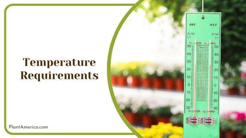 Peperomia Dolabriformis Temperature Plant America