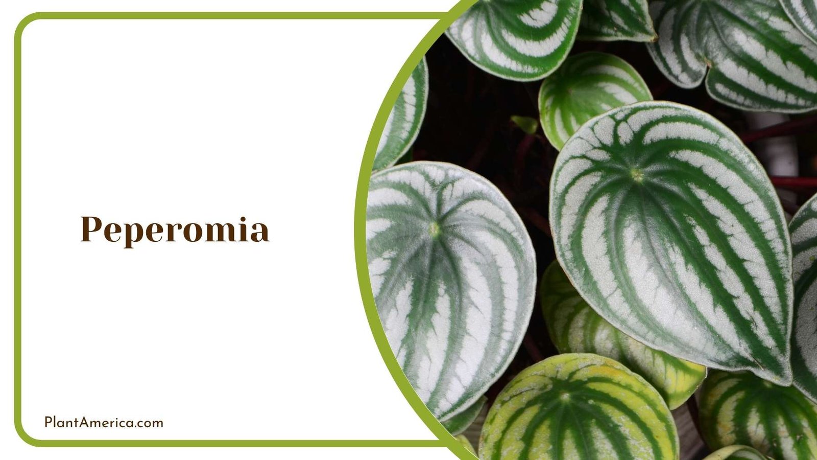 Peperomia In a Garden Plant America Peperomia In a Garden Plant America