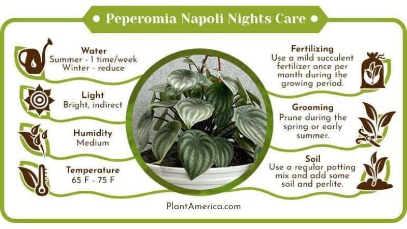 Peperomia Napoli Nights Care Infographic Plant America Peperomia Napoli Nights: The Plant With Beautiful Heart-Shaped Leaves