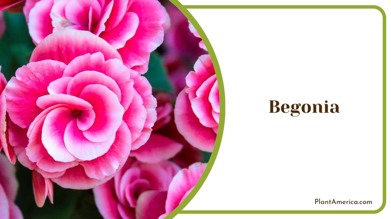 Perfect Begonia Bloom Plant America Perfect Begonia Bloom Plant America