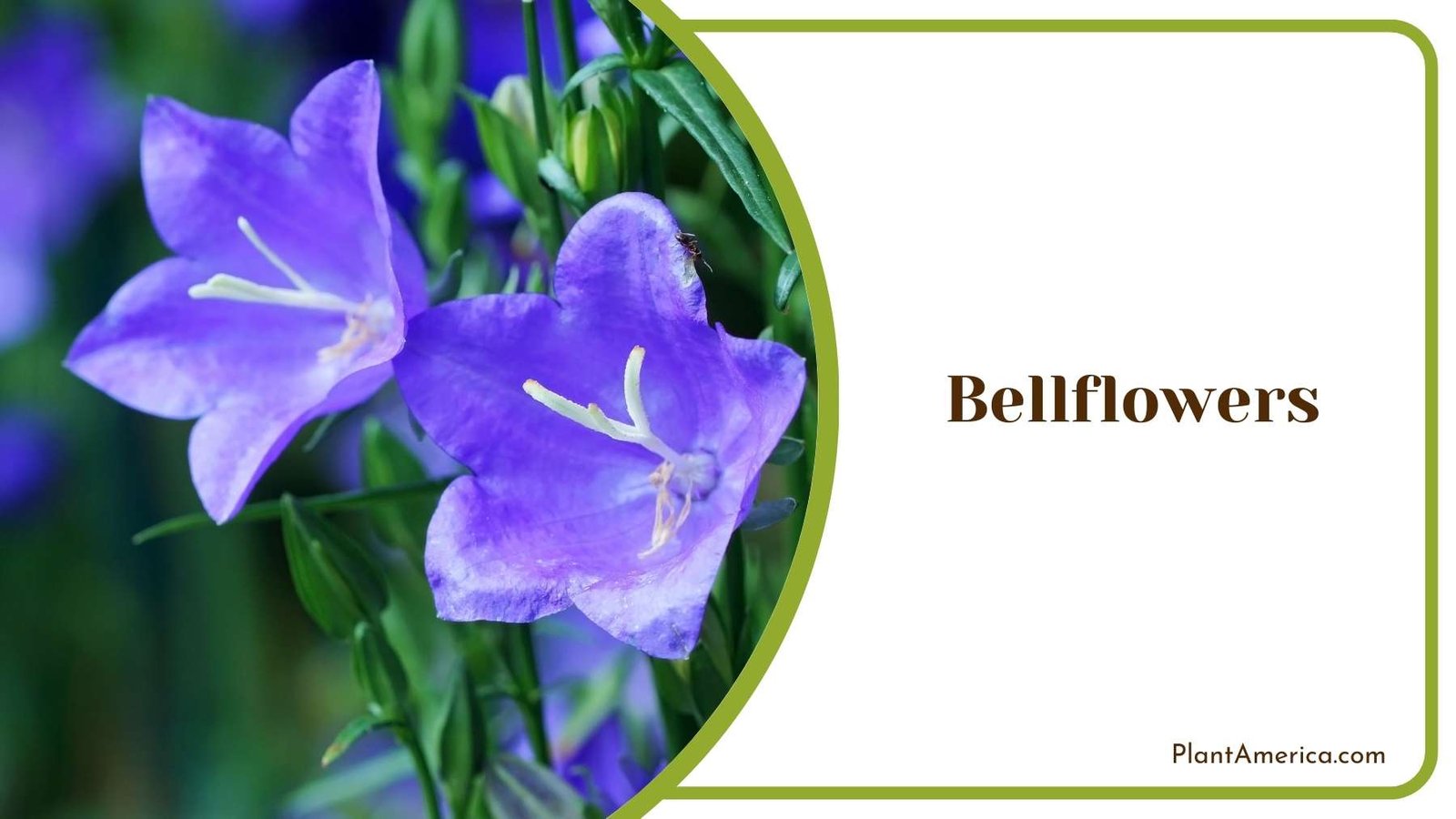 Perfect Bellflowers Bloom Plant America