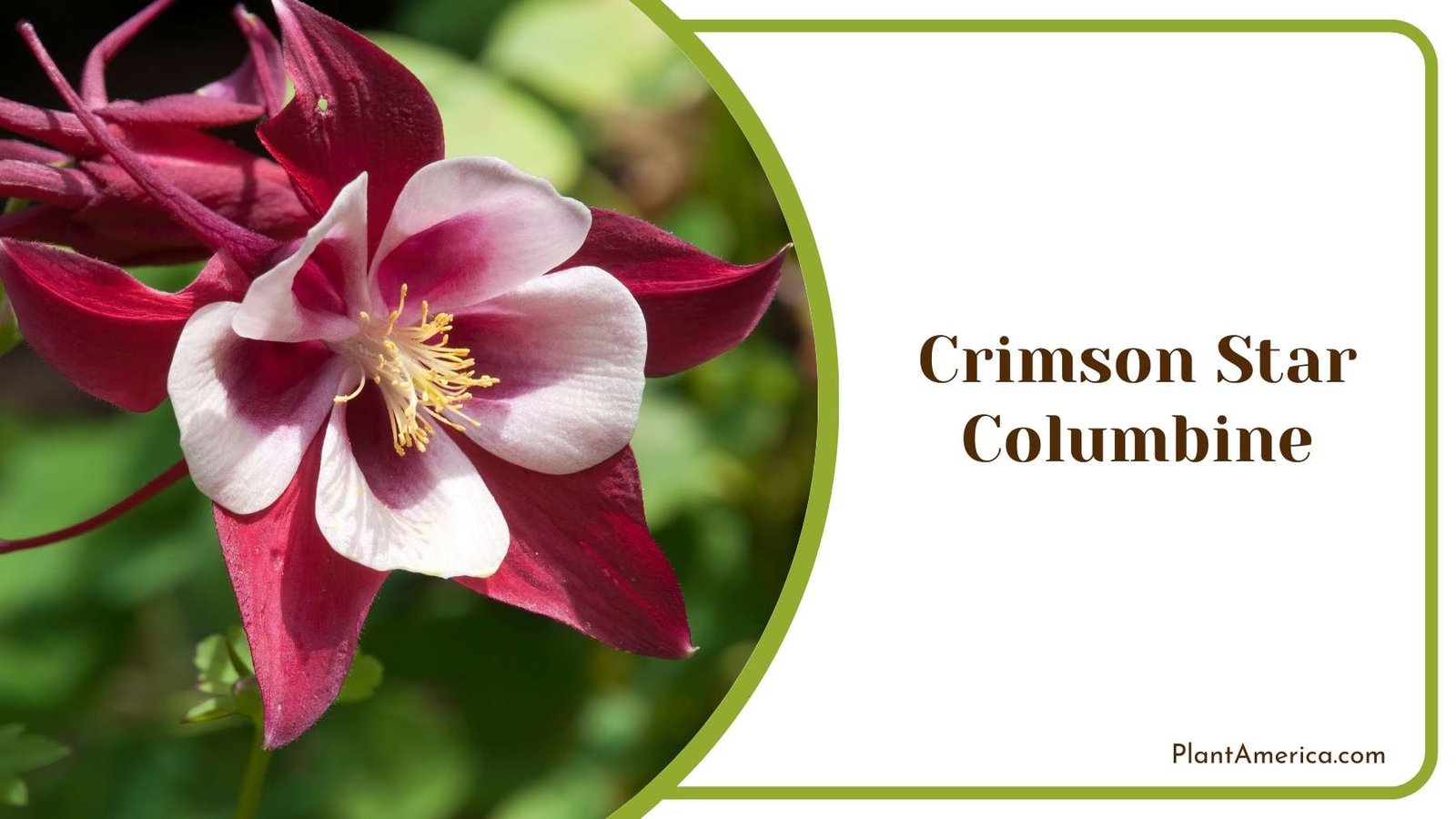 Perfect Crimson Star Columbine Plant America