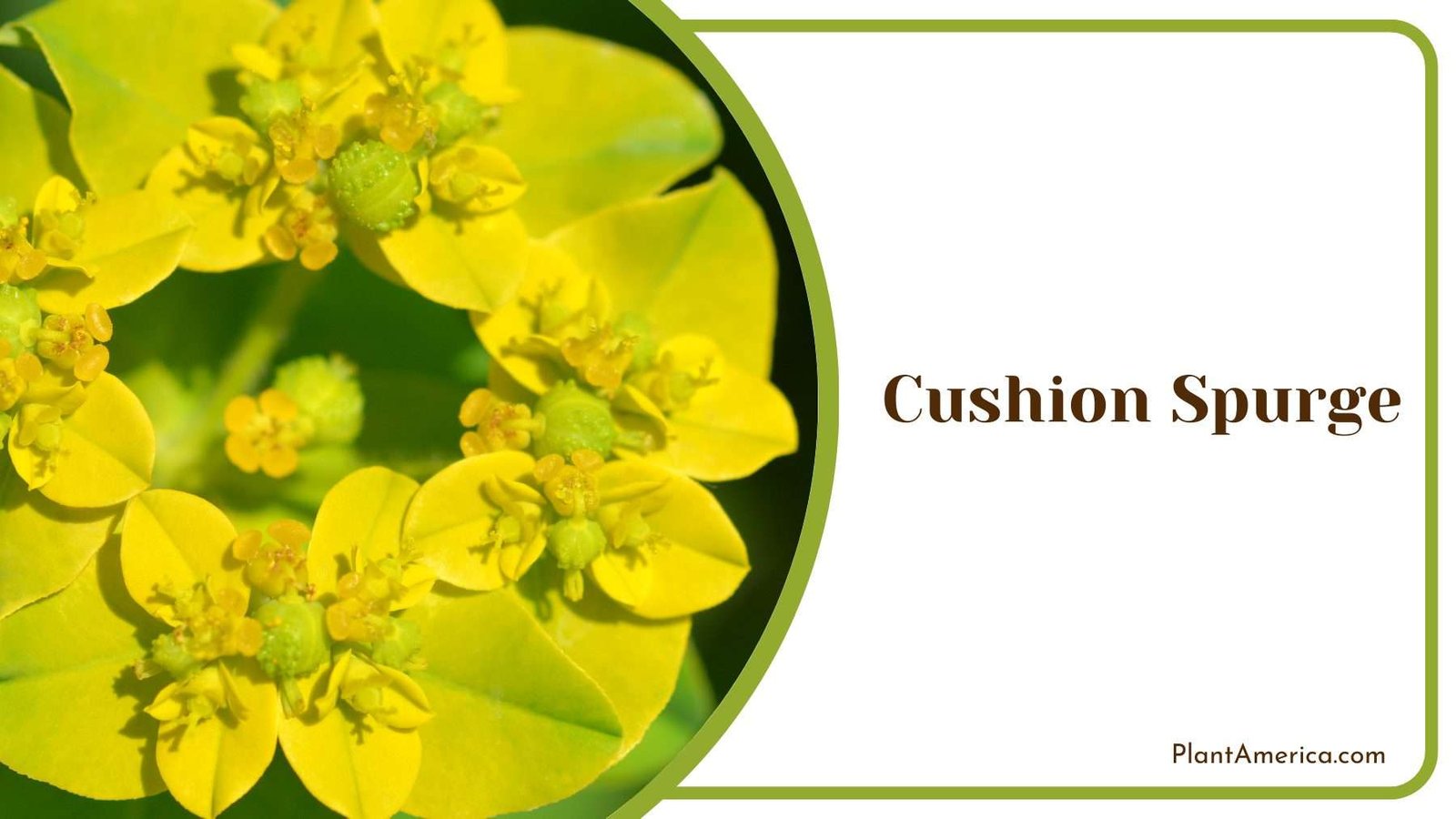 Perfect Cushion Spurge Yellow Plant America Perfect Cushion Spurge Yellow Plant America