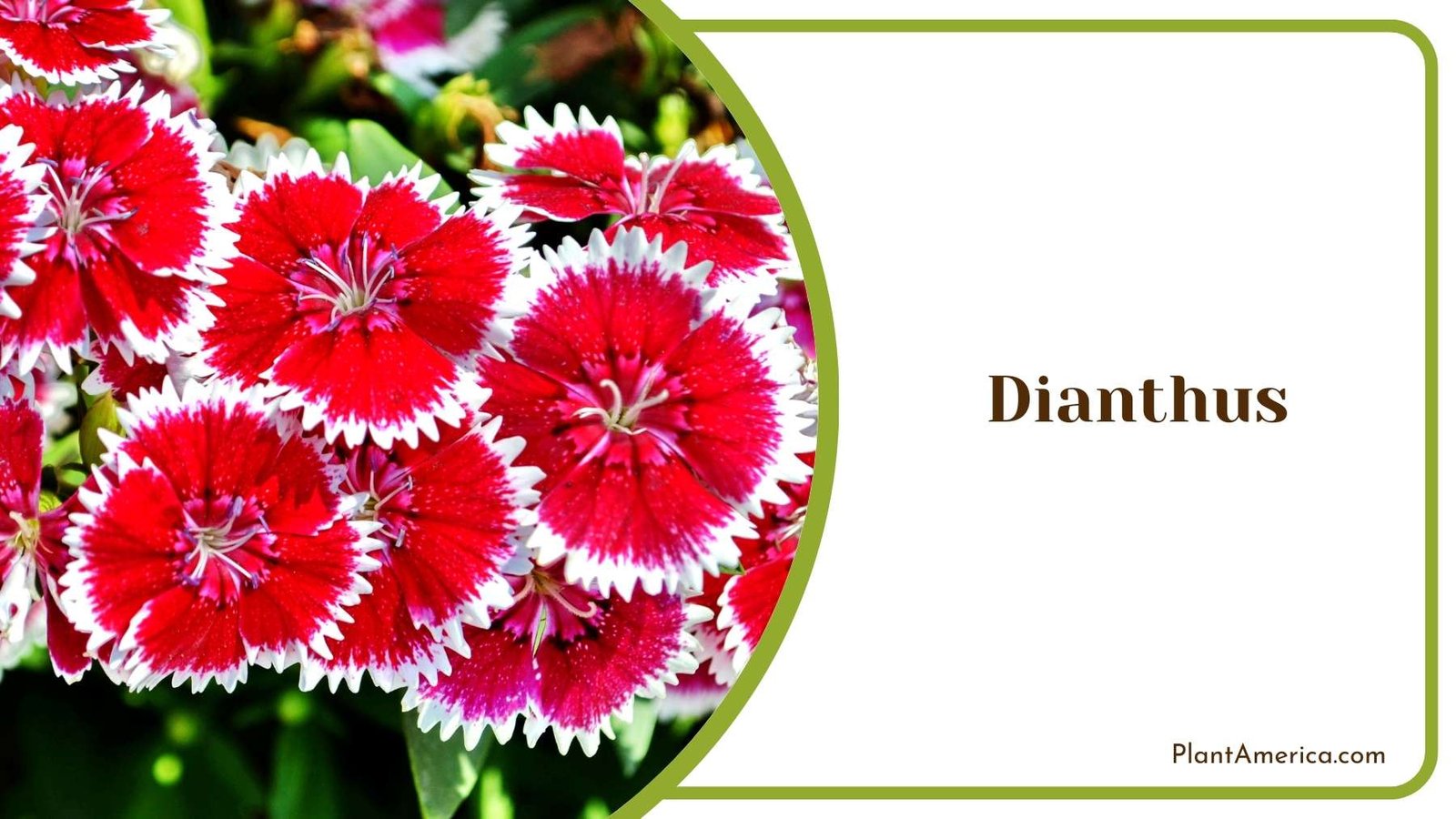 Perfect Dianthus Flowers Plant America
