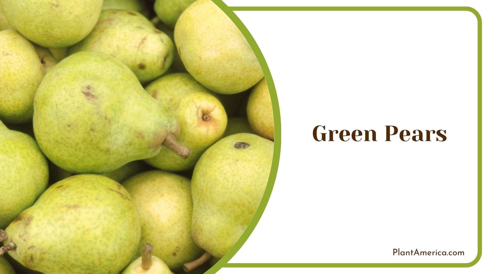 Perfect Green Pears Plant America