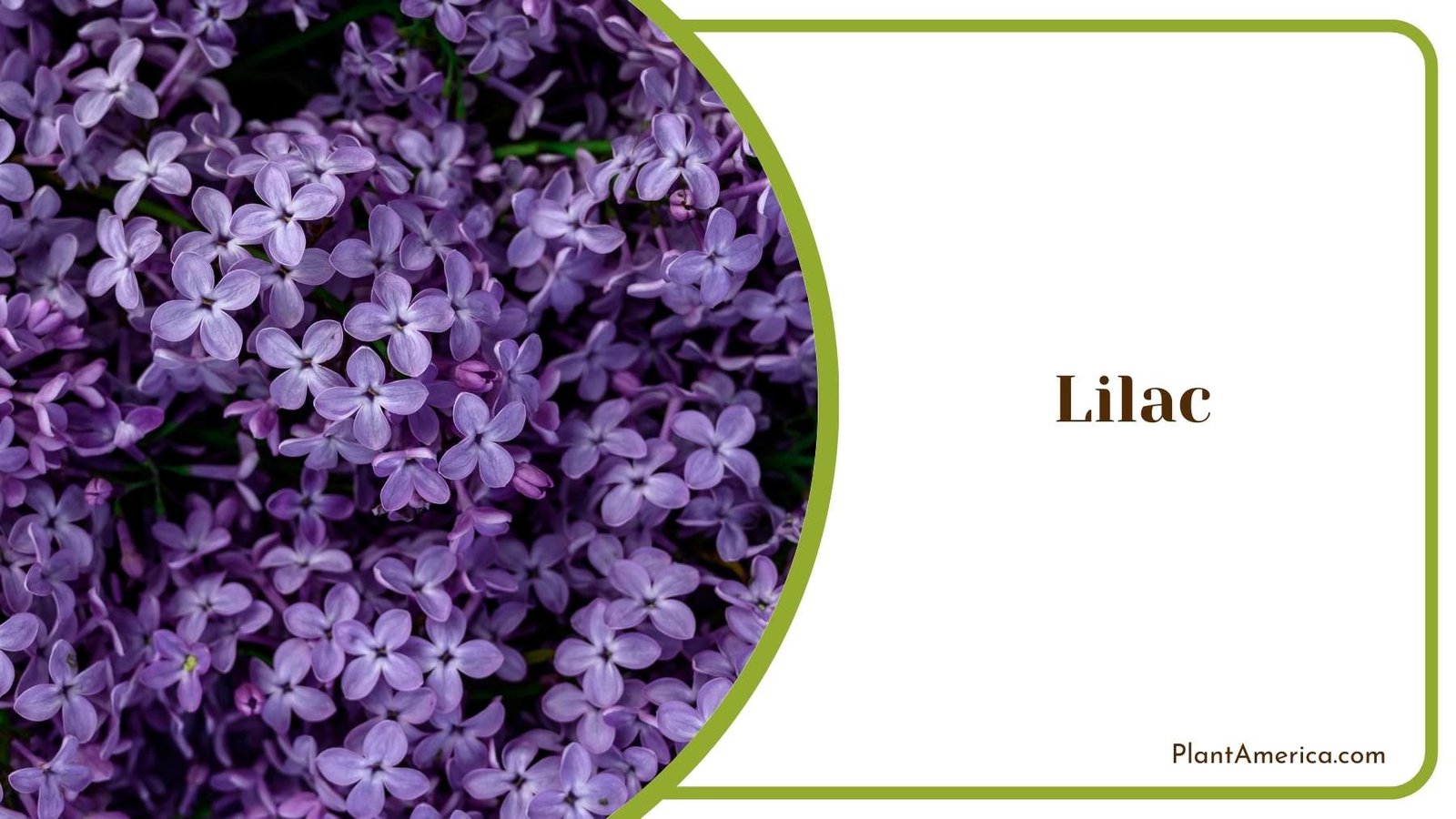 Perfect Lilac Bloom Plant America