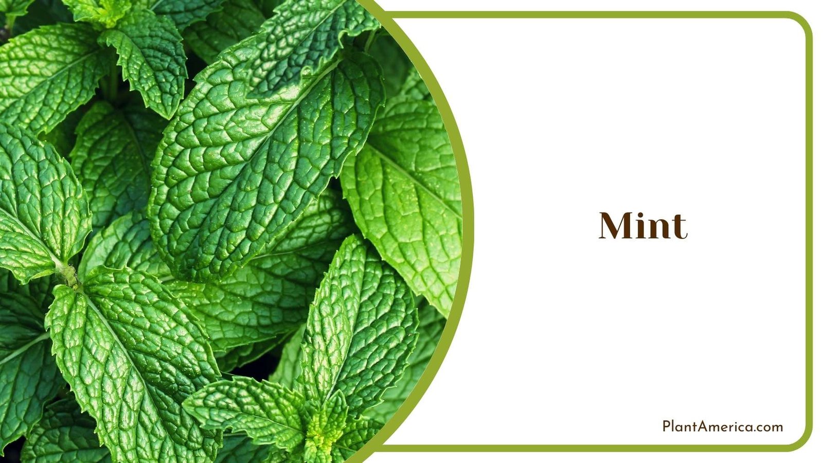 Perfect Mint Leaves Plant America