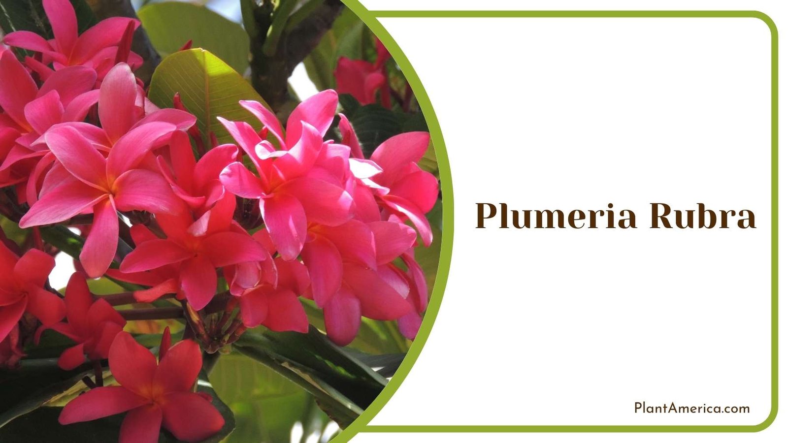 Perfect Plumeria Rubra Flowers Plant America