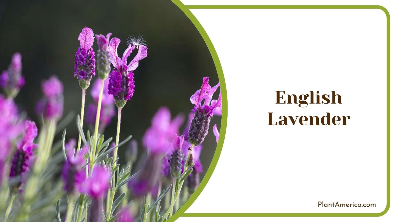 Perfect Purple English Lavender Plant America Perfect Purple English Lavender Plant America