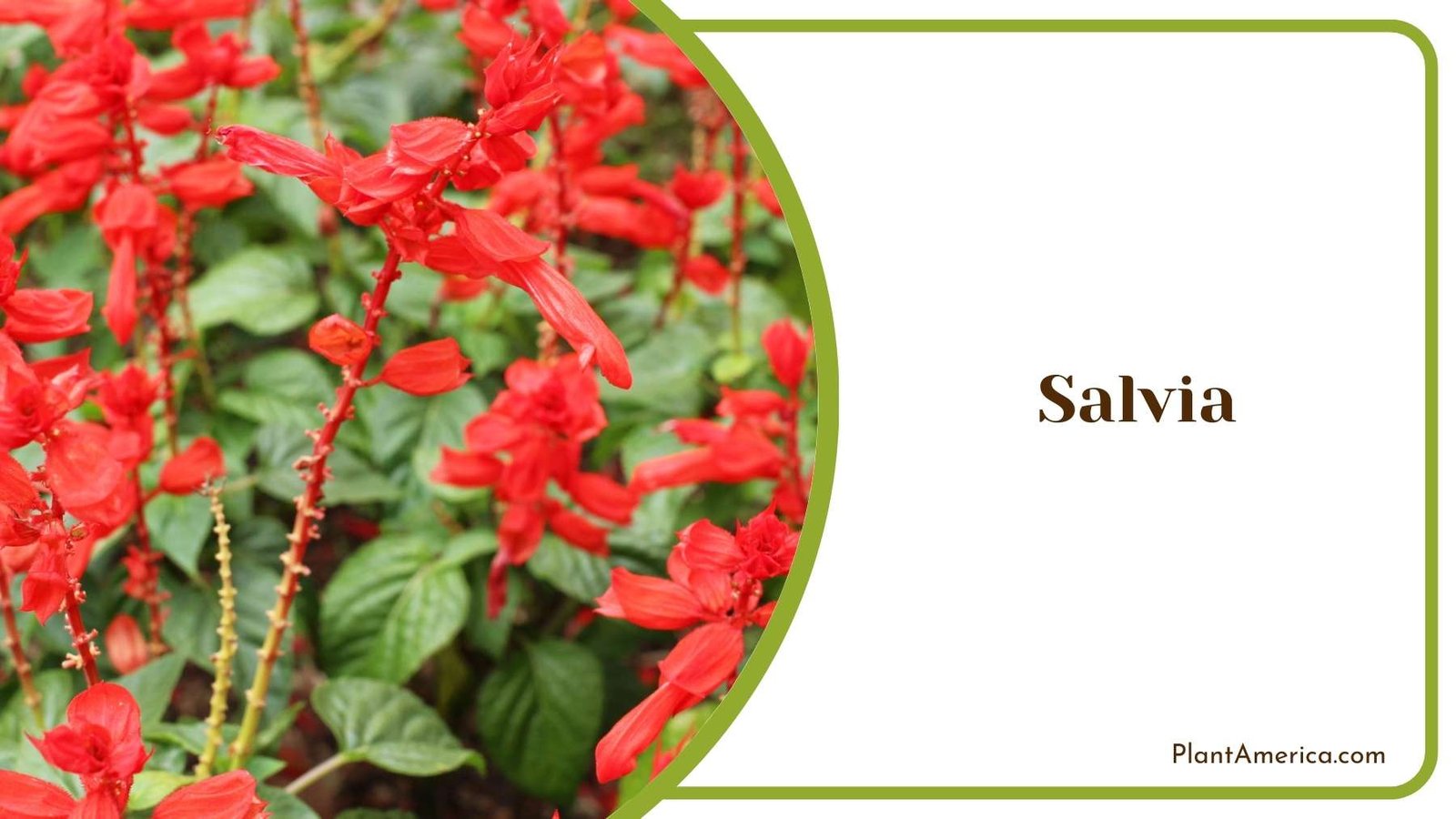 Perfect Red Salvia Leaves Plant America