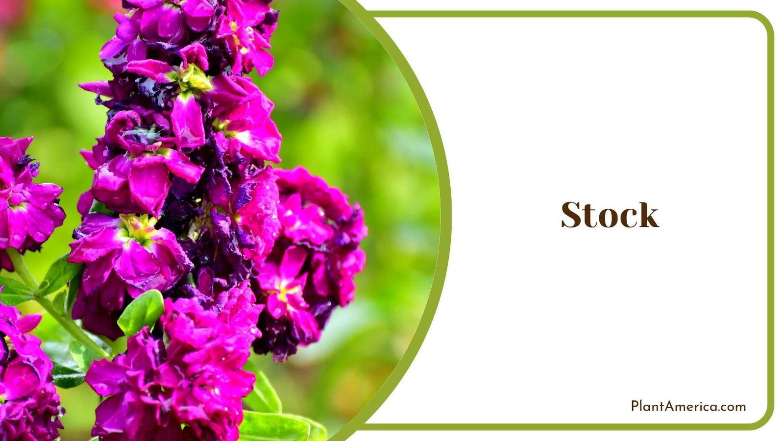 Perfect Stock Bloom Plant America Perfect Stock Bloom Plant America