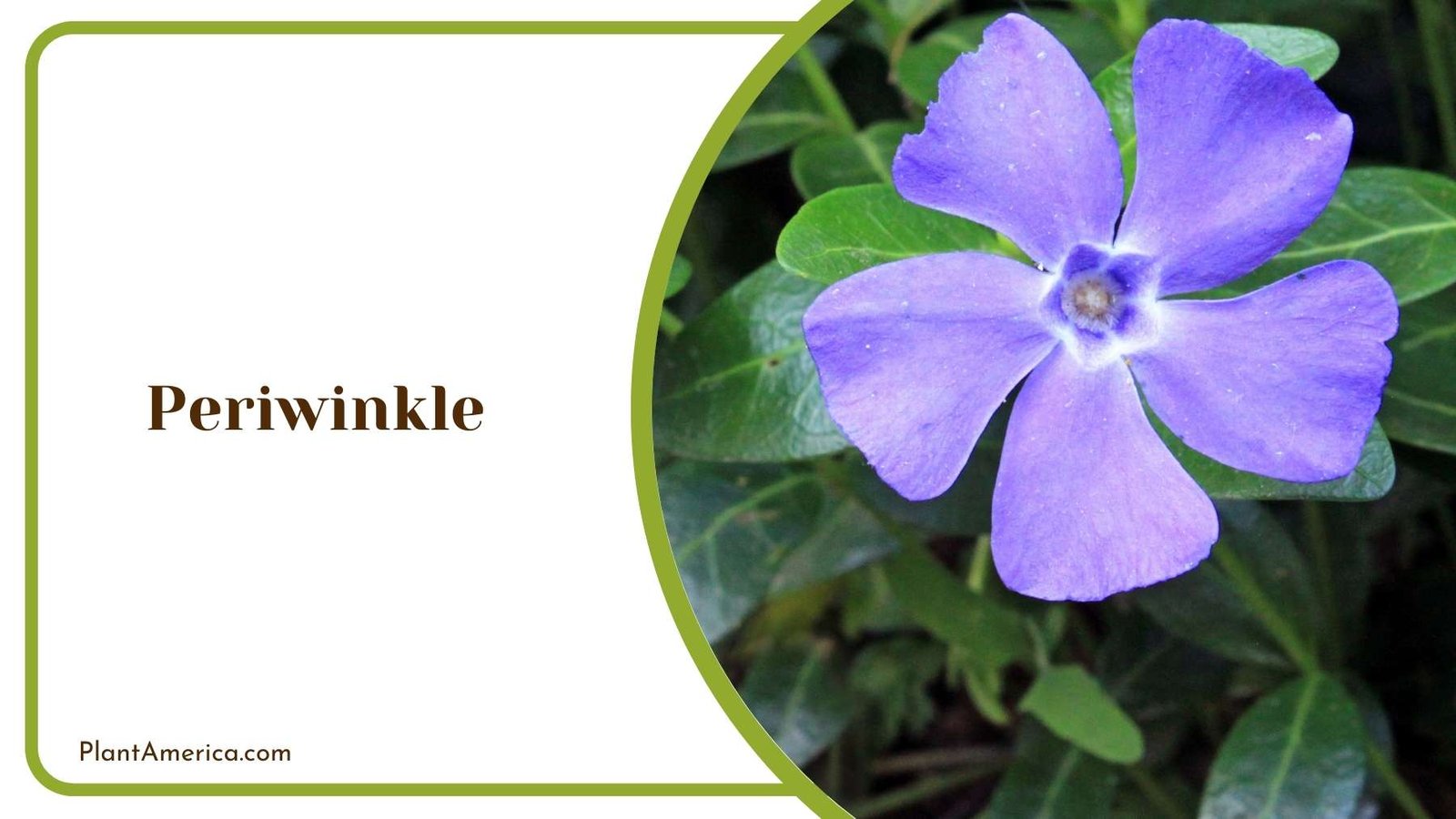 Periwinkle Details In a Garden Plant America Periwinkle Details In a Garden Plant America