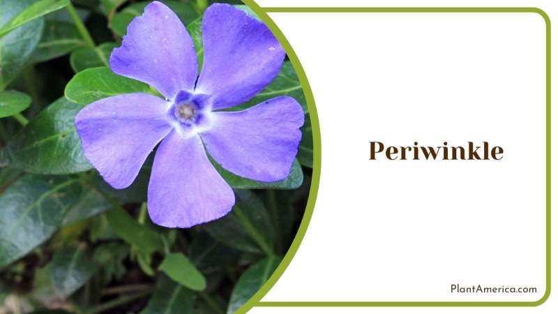Periwinkle Flower Plant America Periwinkle Flower Plant America