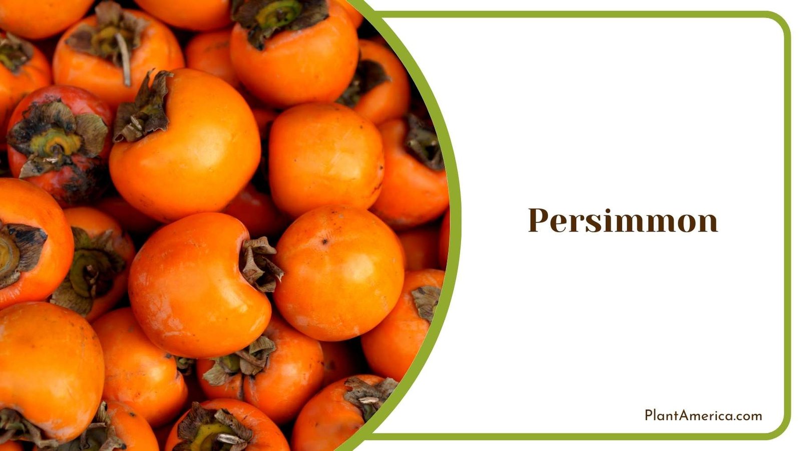Persimmon In a Shot Plant America