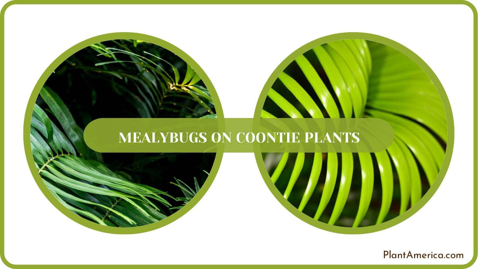 Pest Free Coontie Plants Plant America Pest Free Coontie Plants Plant America
