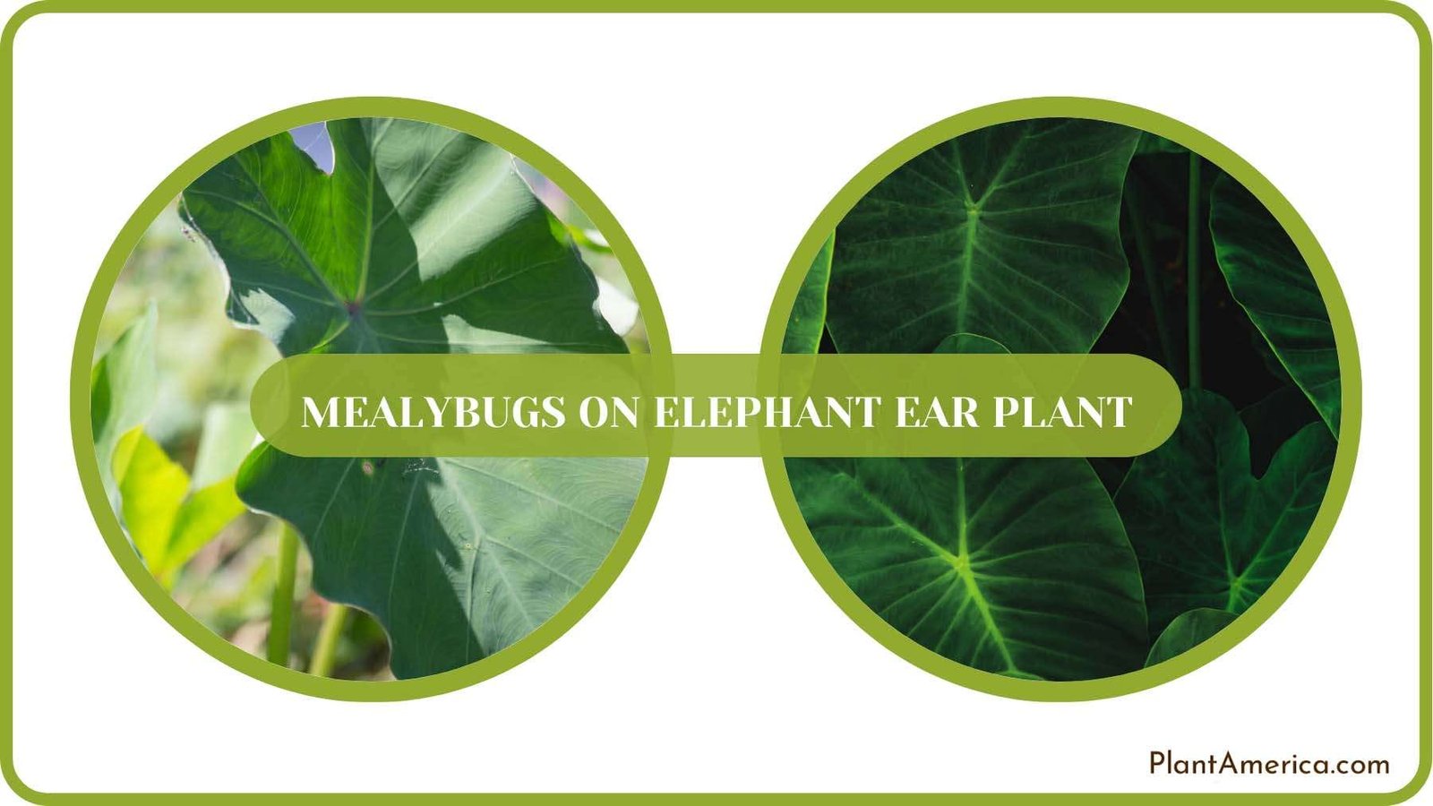 Pest Free Elephant Ear Plant Plant America