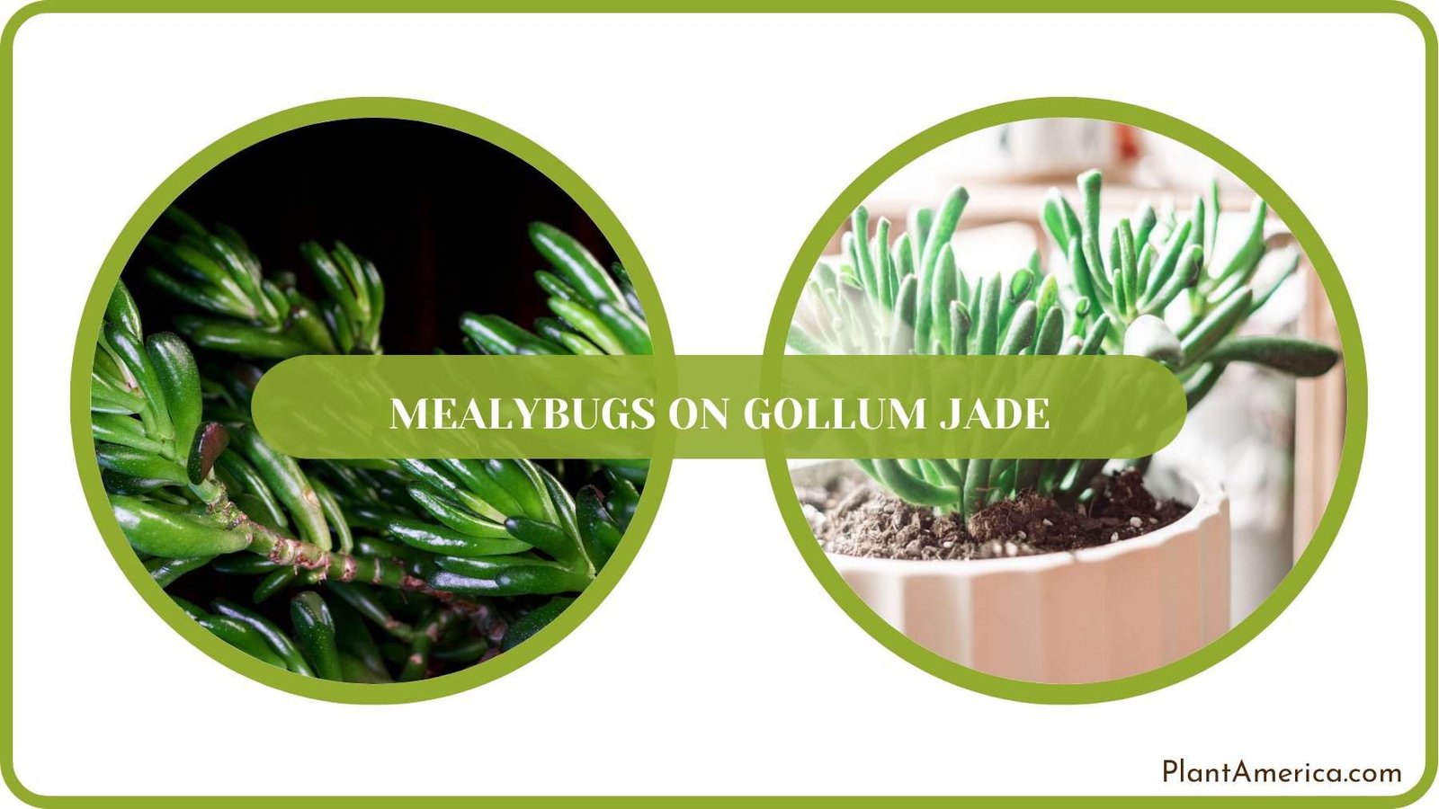 Pest Free Gollum Jade Plant America