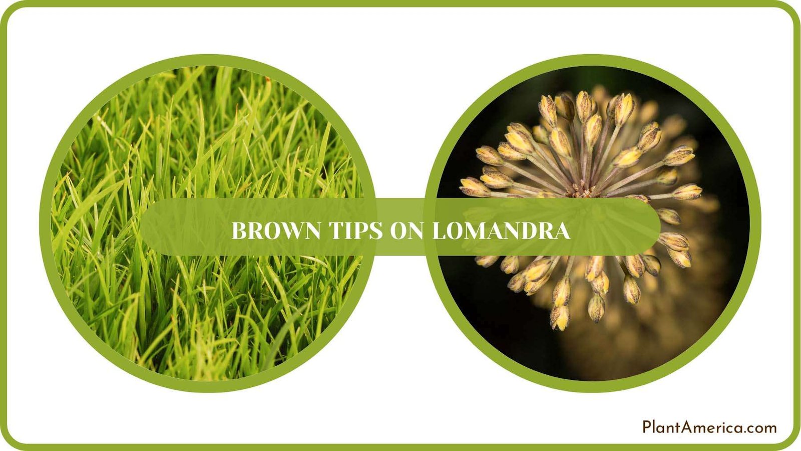 Pest Free Lomandra Plant America
