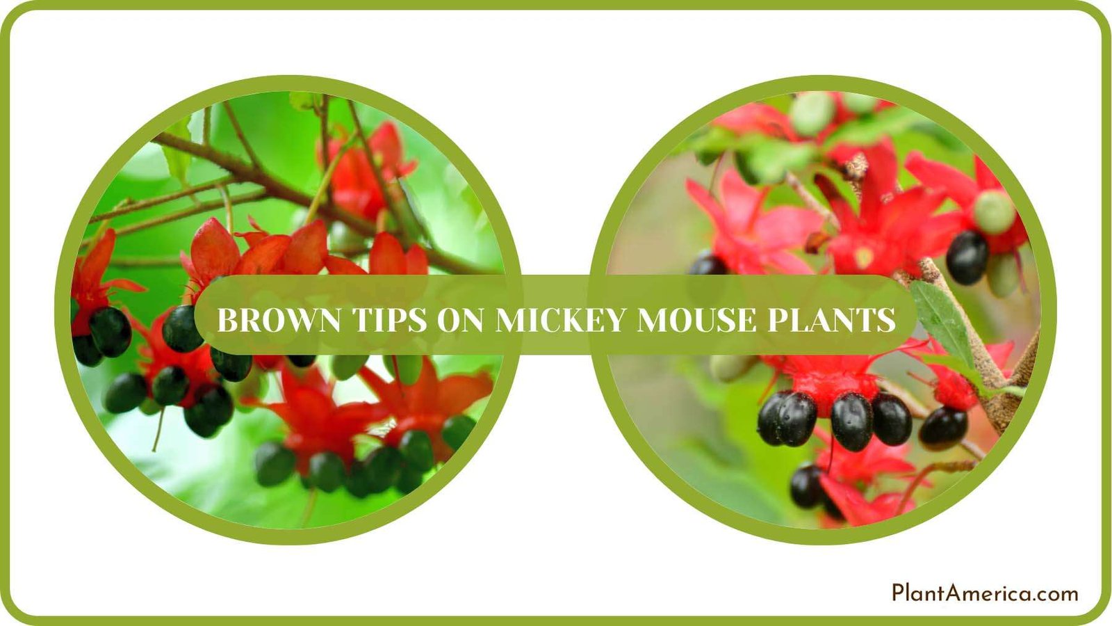 Pest Free Mickey Mouse Plant America