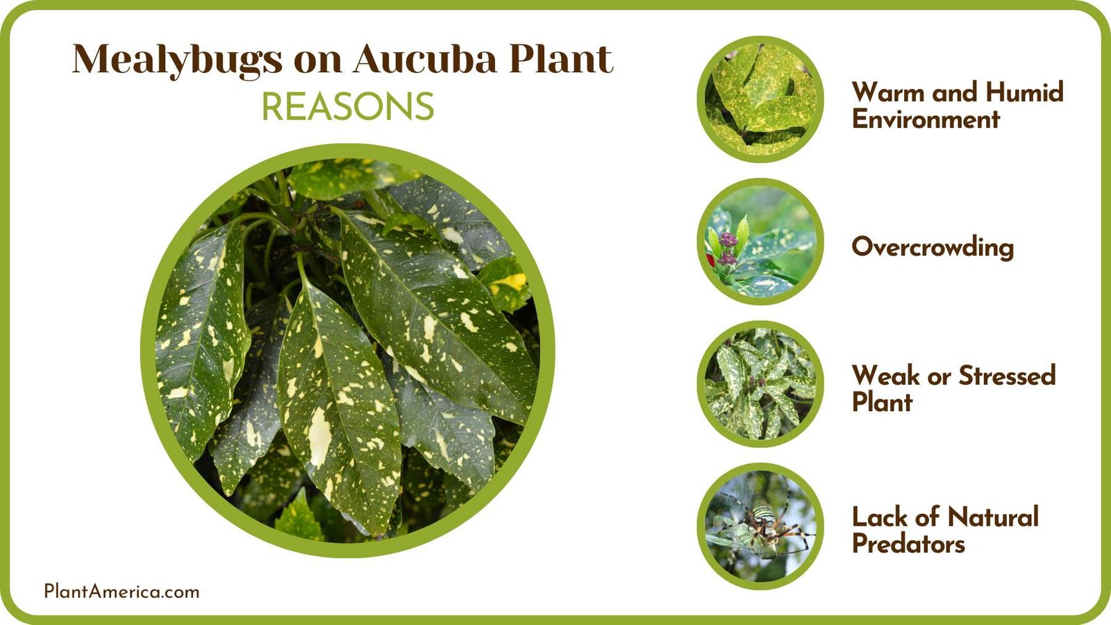Pest Infestation on Aucuba Plants Plant America