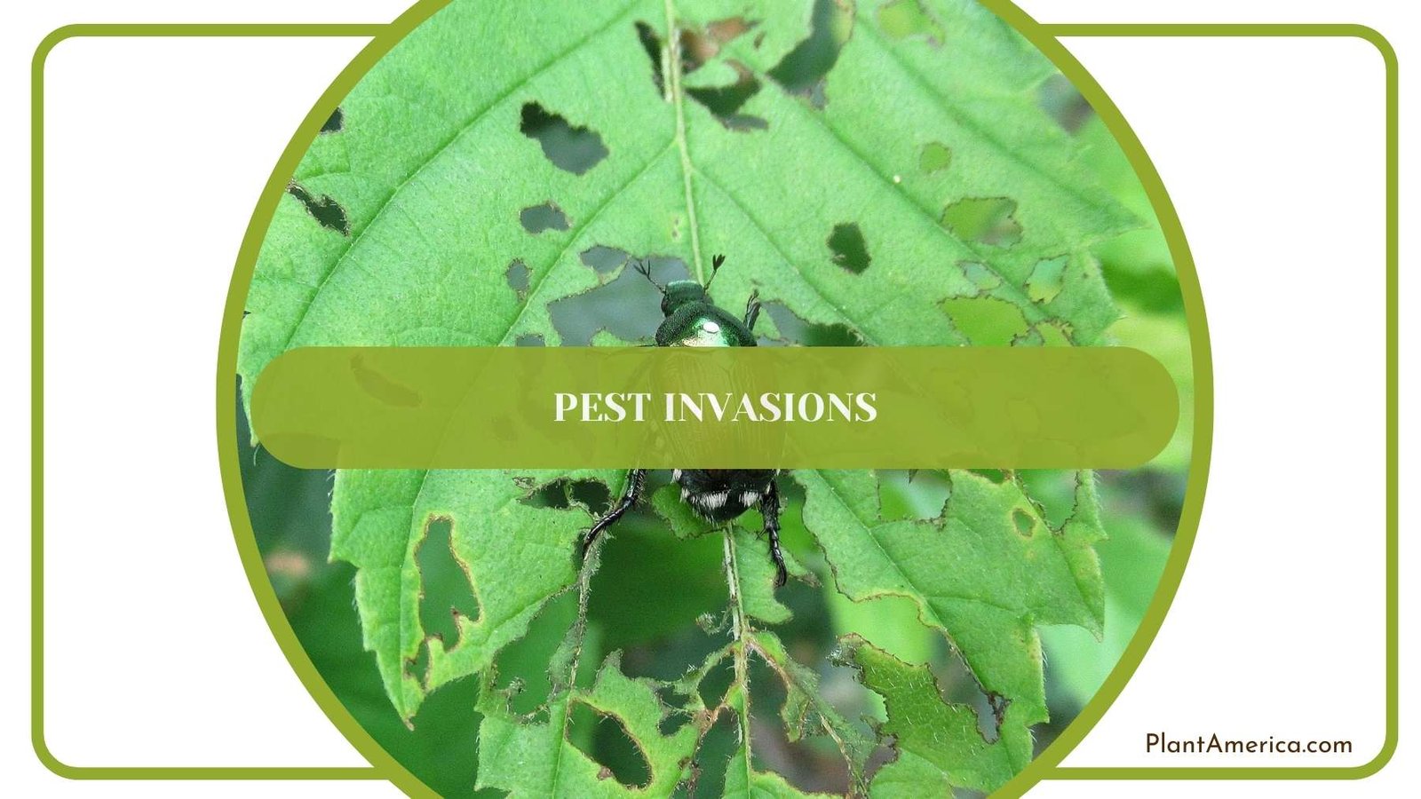 Pest Invasions To a Leaf Plant America