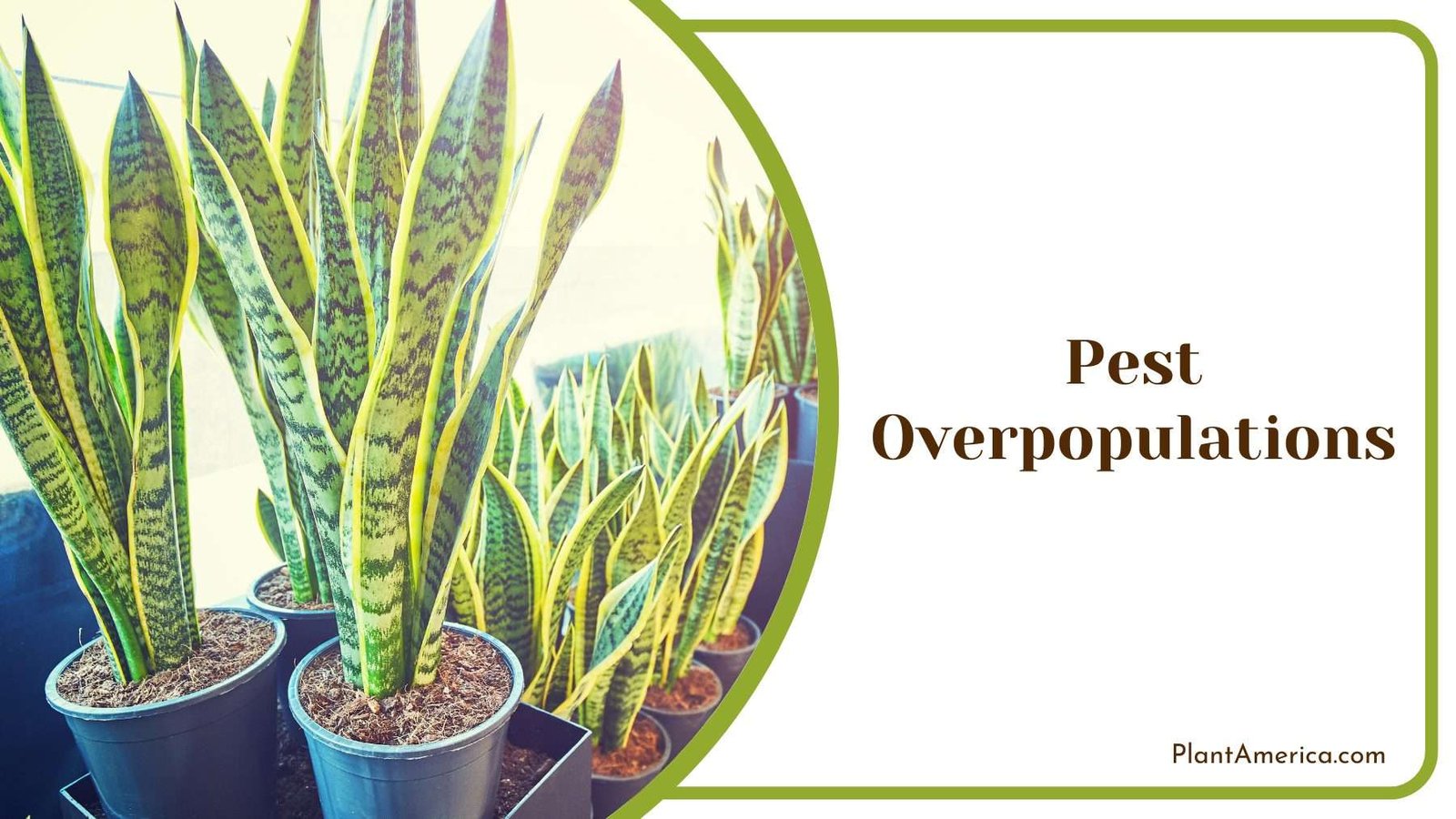 Pest Overpopulations on Plants Plant America