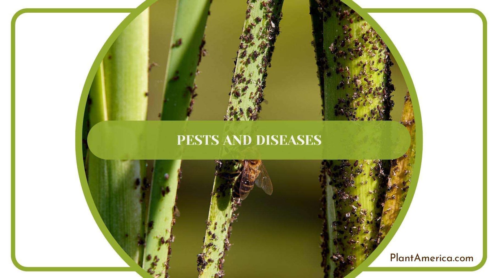 Pests While Conquering A Plant Plant America