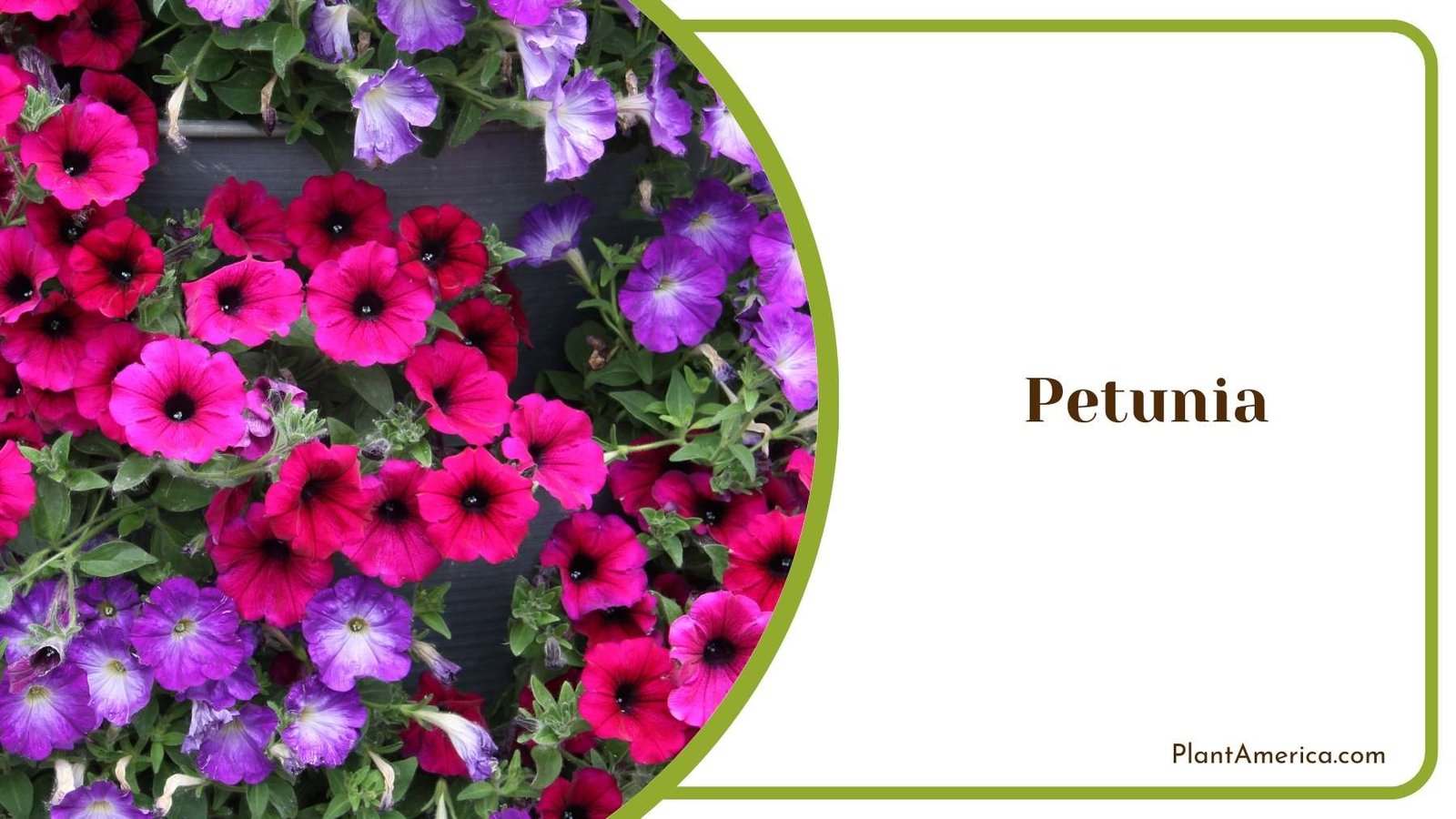 Petunia Plant Close Shot Plant America Petunia Plant Close Shot Plant America