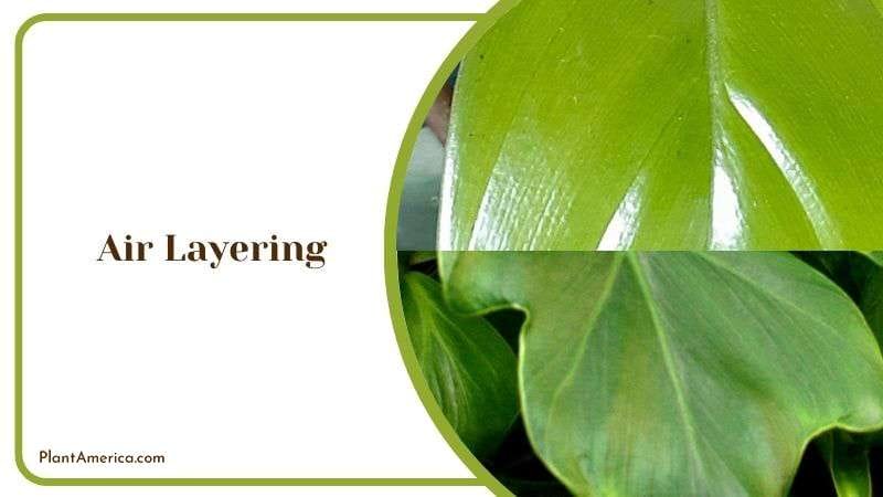 Philodendron Air Layering Propagation Method Plant America
