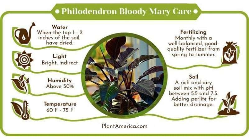 Philodendron Bloody Mary Care Infographic Plant America Philodendron Bloody Mary: An Evergreen Beginner Friendly Plant